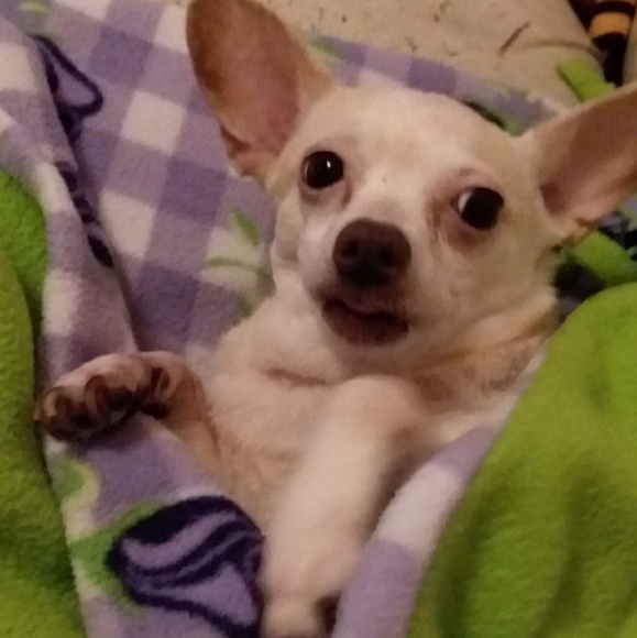 Meet your Posher, Cf - Picture 1 of 1